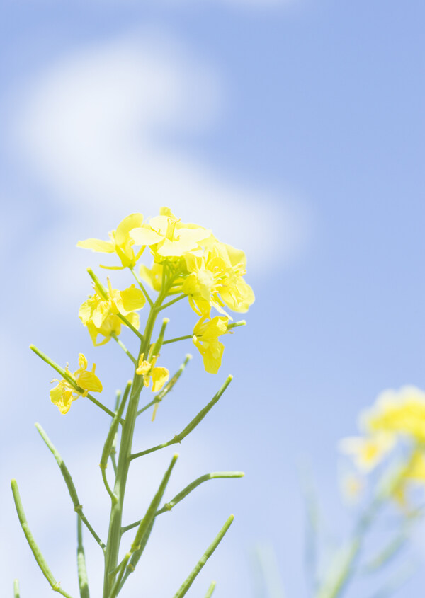 油菜花图片