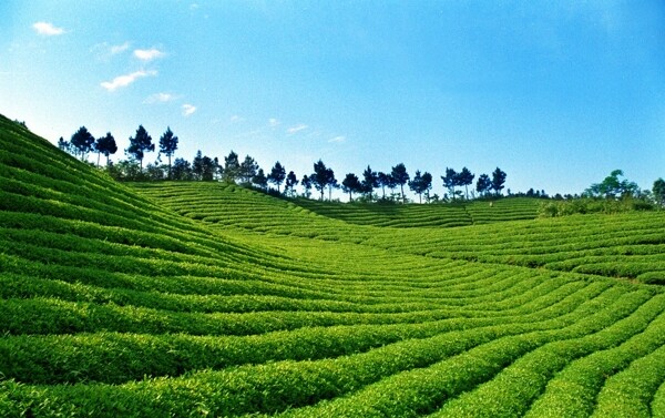 茶山图片