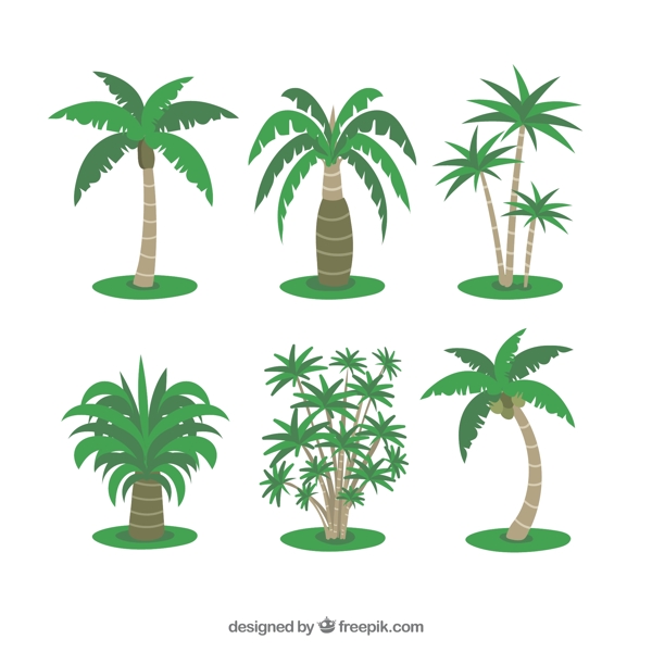 几种热带棕榈树