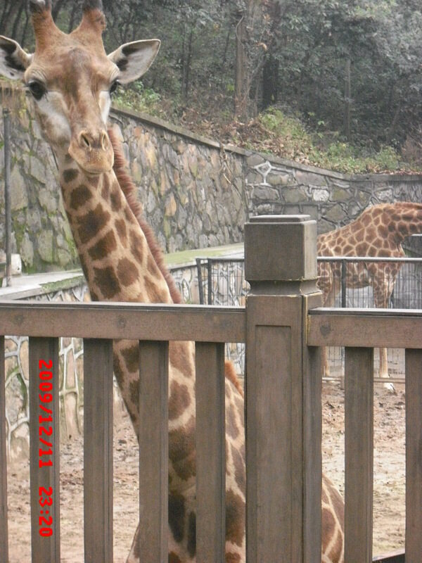 杭州动物园里的长颈鹿