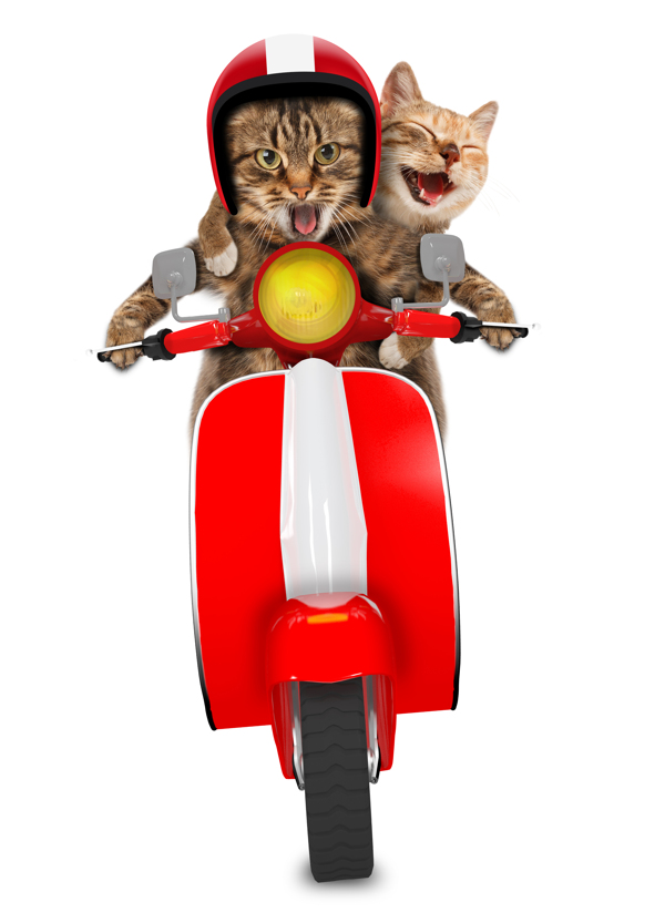 骑摩托车的猫咪