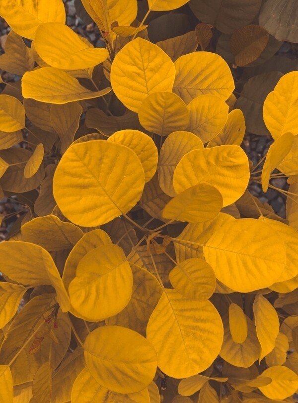 黄色叶子摄影