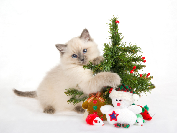 猫咪圣诞树公仔