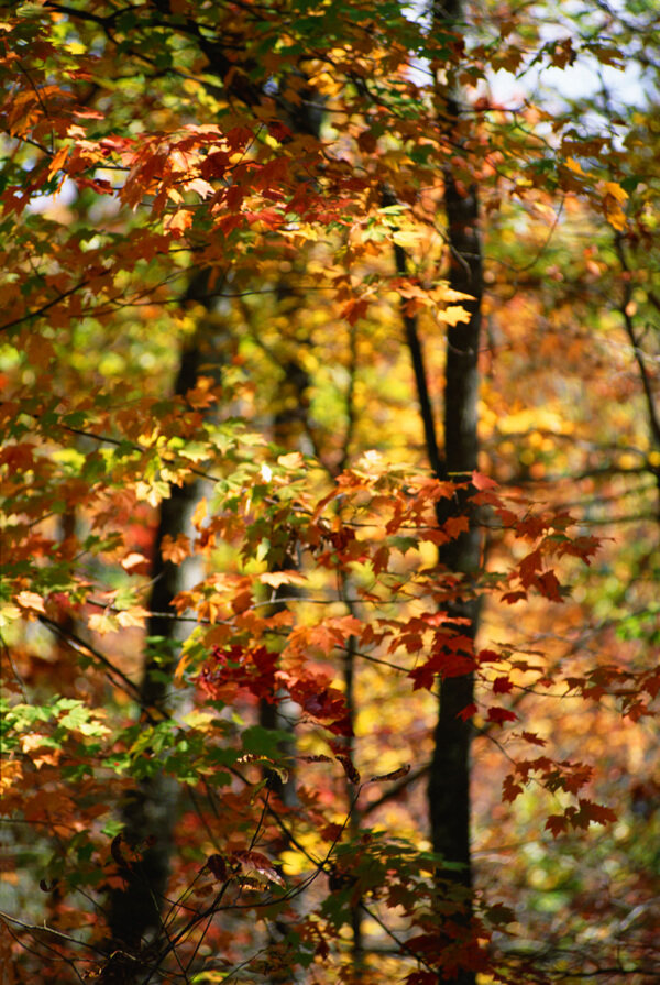 秋天枫林图片图片