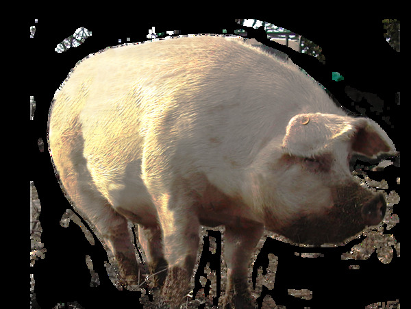 一头大母猪免抠png透明素材