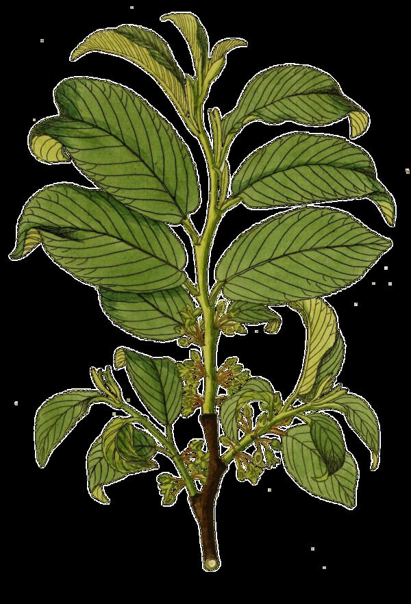 手绘一株绿色花枝透明植物素材