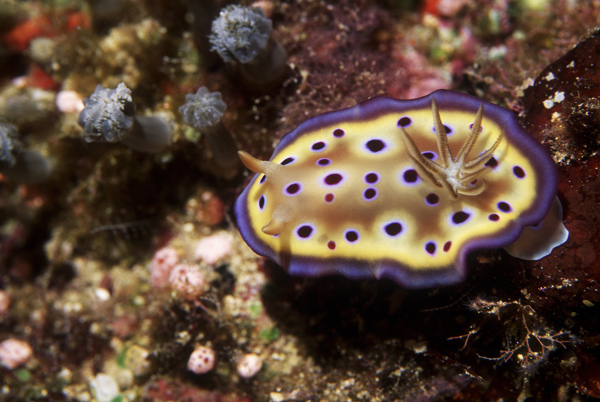 海洋生物