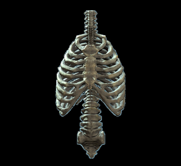 褐色人体脊椎胸腔免抠png透明素材