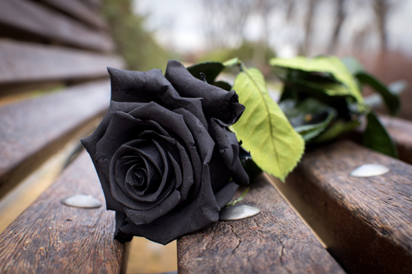 黑色玫瑰花