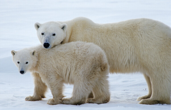 大小北极熊图片