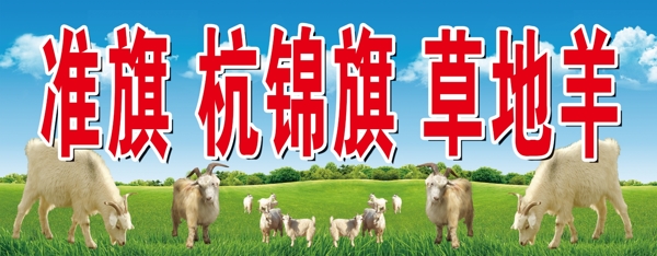 杭锦旗草地羊农村羊山羊