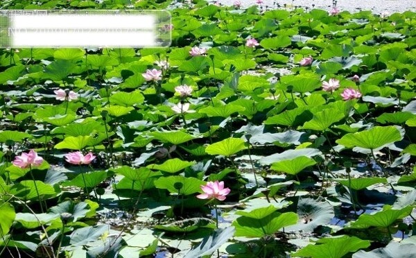 粉色荷花荷叶池塘夏天阳光