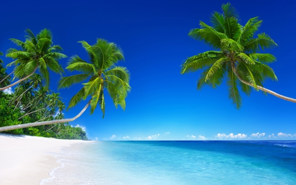 海边椰树风景