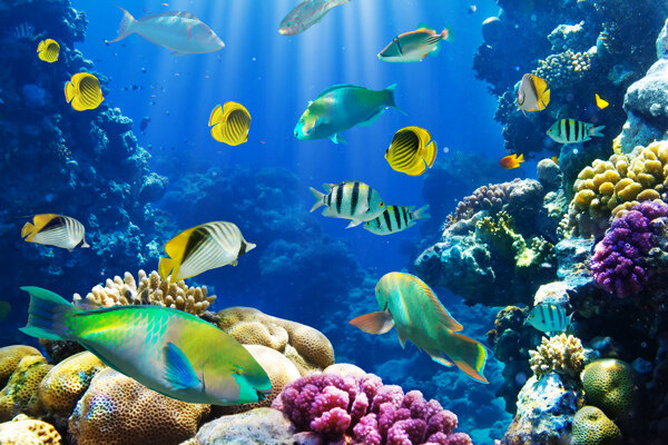 海底彩色鱼群图片