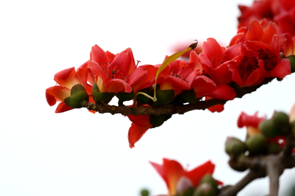 木棉花