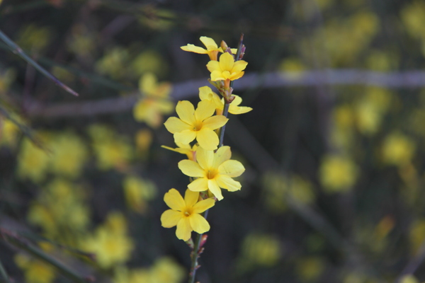 迎春花