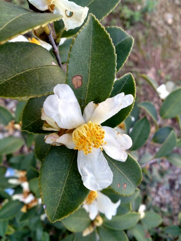 茶油树花