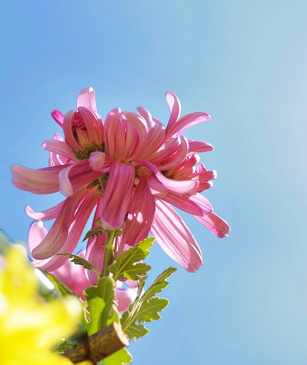 菊花的天空