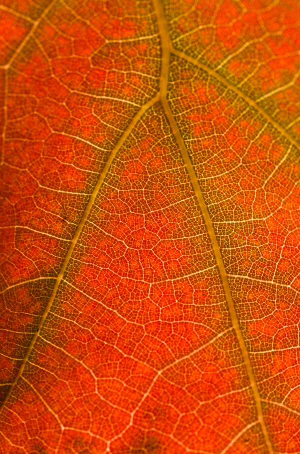 秋天红叶纹理背景图片