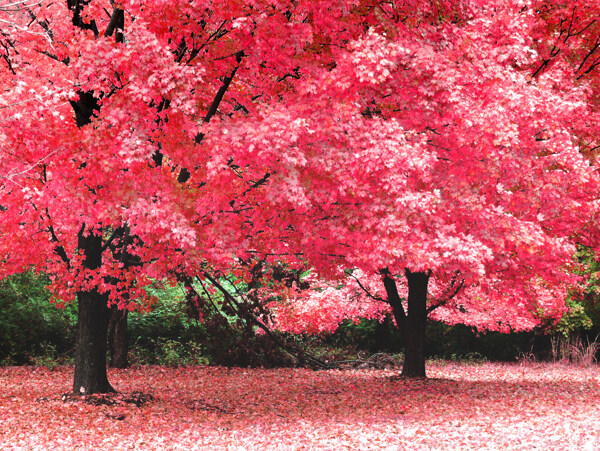 红色浪漫樱花树
