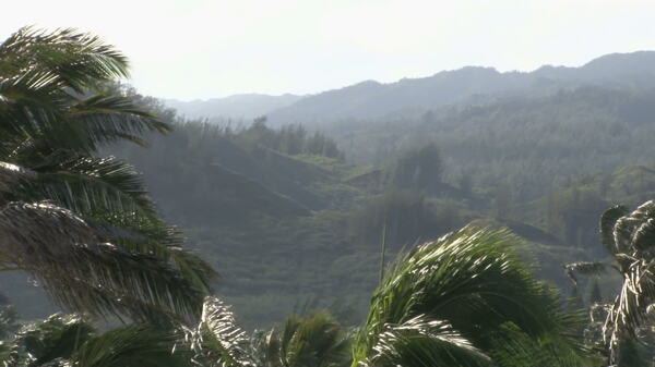 太阳照在夏威夷棕榈树的叶子股票视频视频免费下载