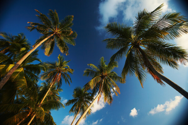 蓝天白云椰子树图片