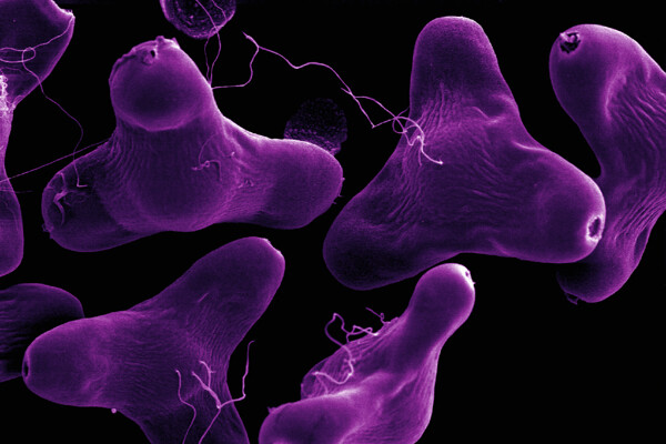 昆虫显微镜图片微生物细胞蛋白球生命力