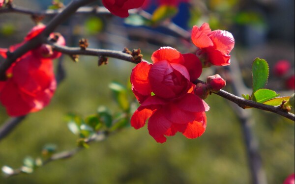 娇艳红色海棠花图片