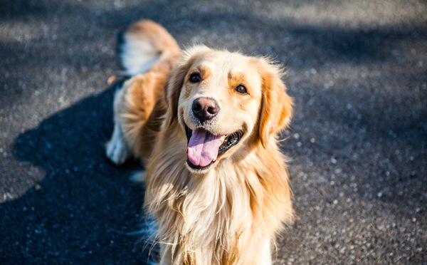 可爱金毛犬图片