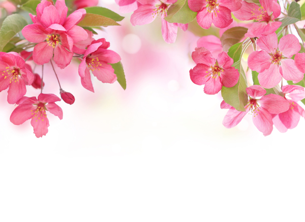 梦幻粉色鲜花背景图片