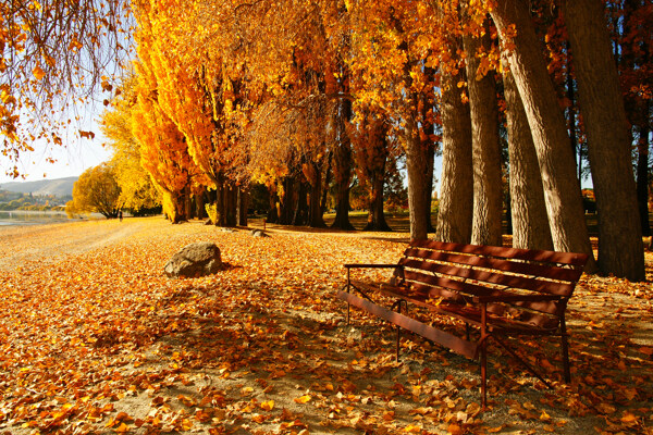 自然景观秋天落叶图片
