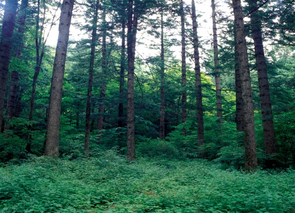森林风景图片