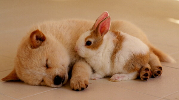 狗狗和兔