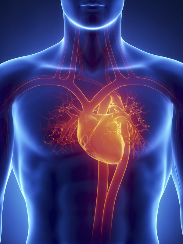 男性人体心脏血管器官图片