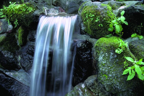 树植物水风景