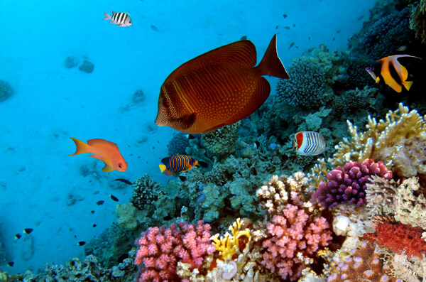 美丽的珊瑚和鱼儿图片