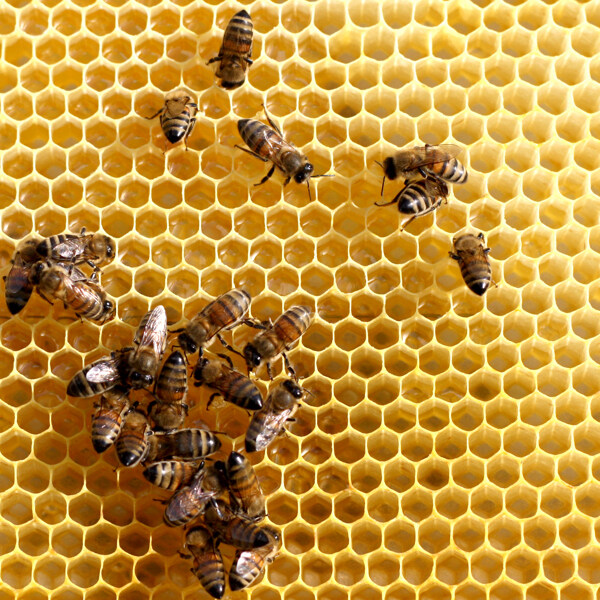 蜂窝上工作的蜜蜂图片
