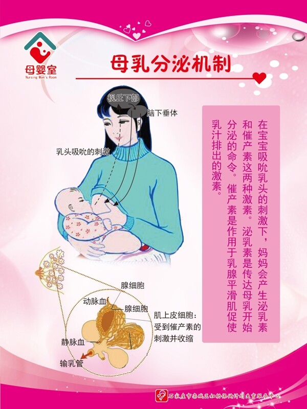 母乳分泌机制