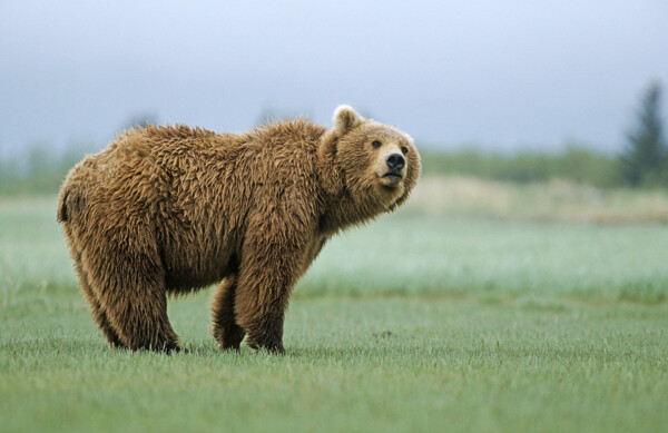 草地上的棕熊