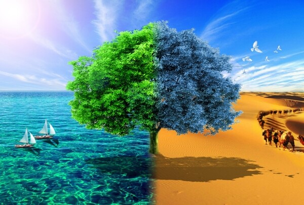 海与沙漠中的树