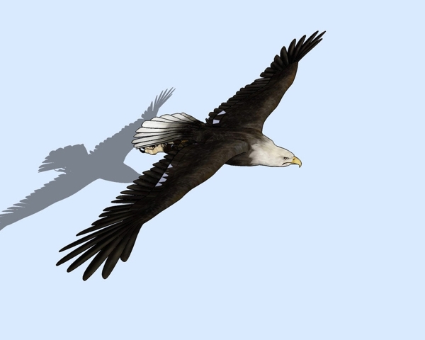 老鹰3D模型图片