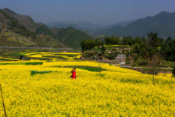 家朋油菜花图片