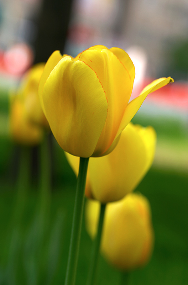 花卉高清素材漂亮花朵图片