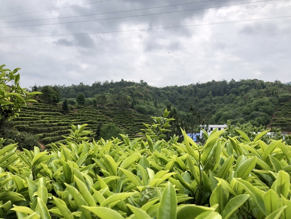 广东蕉岭县茶山一景