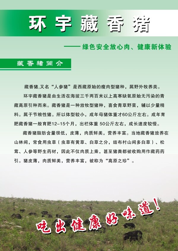 藏香猪宣传彩页图片