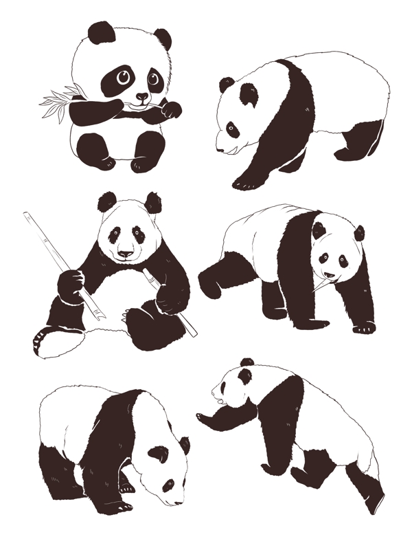线条熊猫