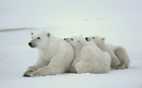 排队的北极熊