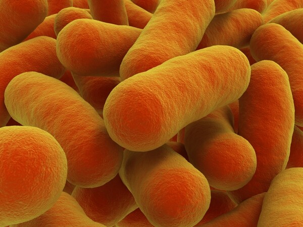 细菌细胞高清素材