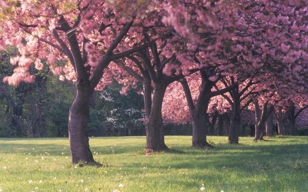 樱花树风景