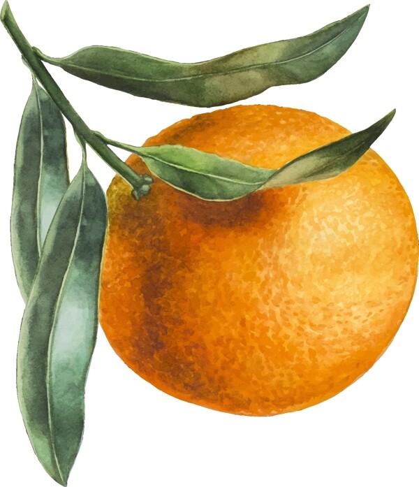 手绘橙子矢量素材